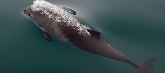 Protejamos las ballenas con nuestra mejor energía, CUESTE LO QUE CUESTE Protejamos las ballenas con nuestra mejor energía, CUESTE LO QUE CUESTE