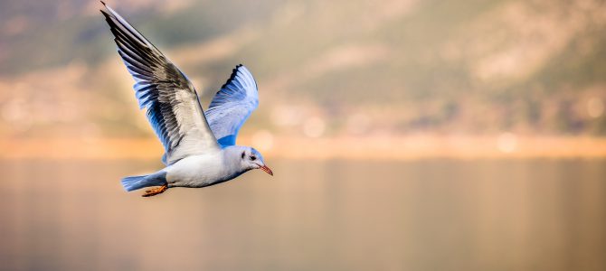 Cuidamos las aves desde tierra, ¡la naturaleza necesita que la protejamos en todos sus niveles! Cuidamos las aves desde tierra, ¡la naturaleza necesita que la protejamos en todos sus niveles!
