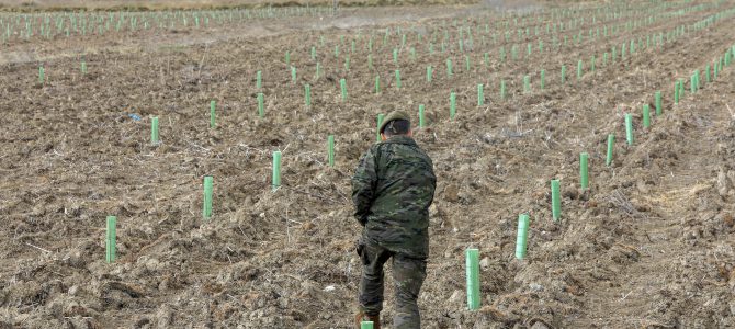Los bosques son esenciales en la lucha contra el cambio climático Los bosques son esenciales en la lucha contra el cambio climático