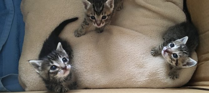 Nuestra central de Castellón, un hogar para los gatos Nuestra central de Castellón, un hogar para los gatos