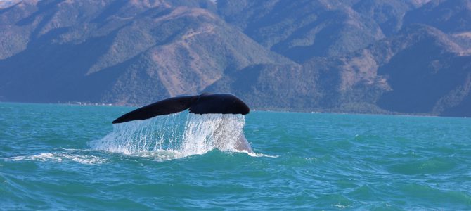 Proteger las ballenas con nuestra mejor energía, CUESTE LO QUE CUESTE Proteger las ballenas con nuestra mejor energía, CUESTE LO QUE CUESTE